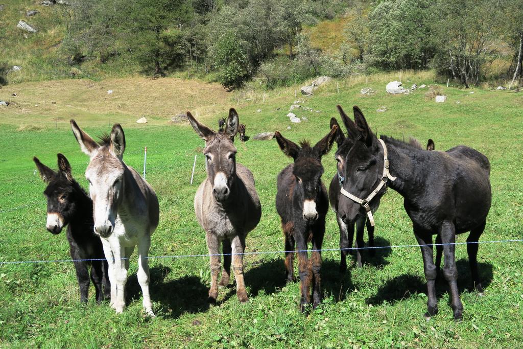 Frühstückspension Alpe Veglia Varzo