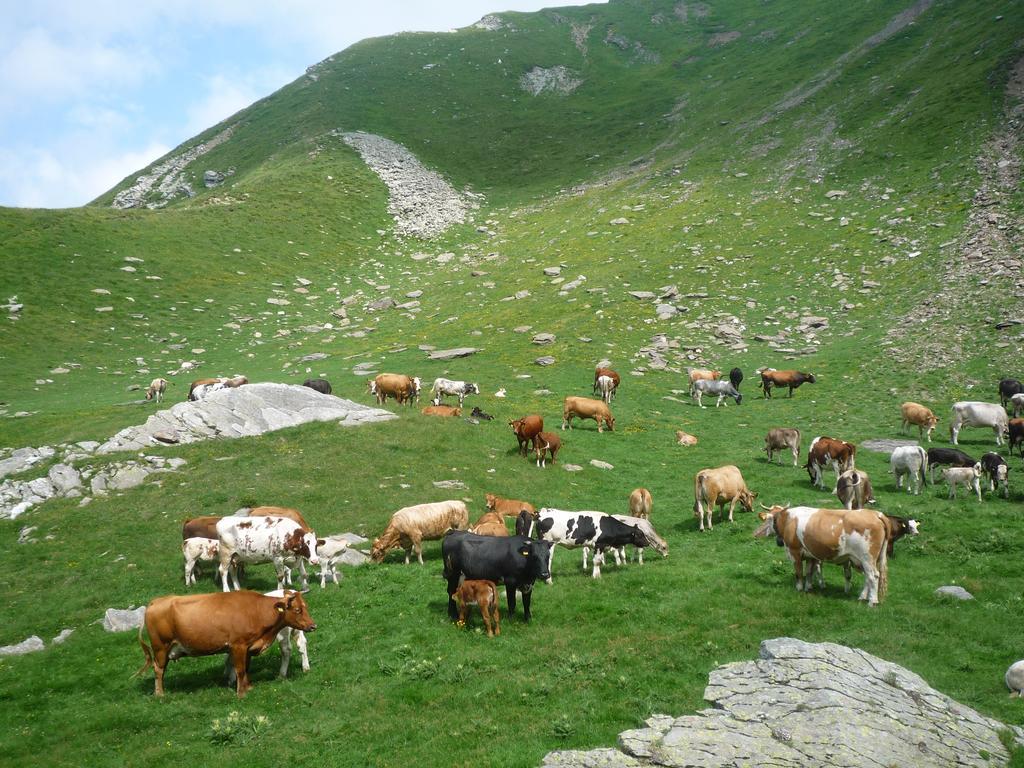 Alpe Veglia