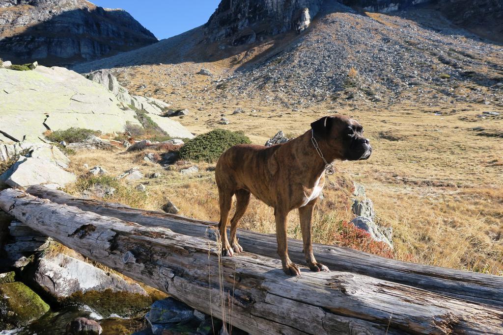 Alpe Veglia * Varzo