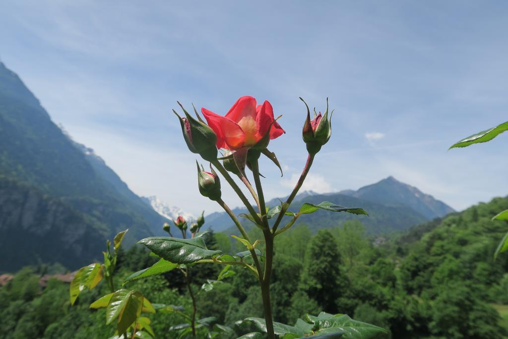 Alpe Veglia Bed & Breakfast *